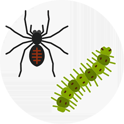 Insect Control, CA