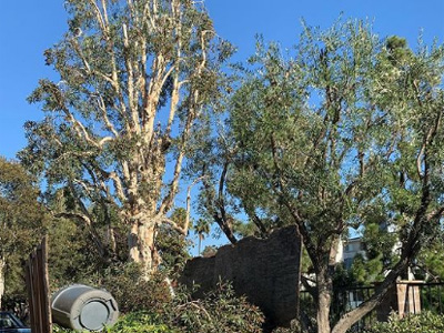 Plants & Trees, Culver City, CA