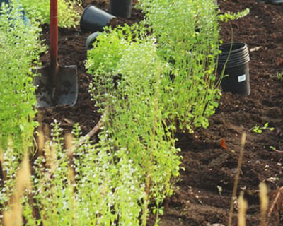 Planting Services, Playa Del Ray, CA
