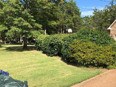 Tree Services, Culver City CA