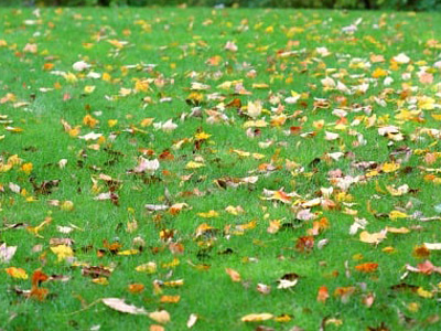 Fall Lawn Care
