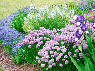 Plant Pairing Tips