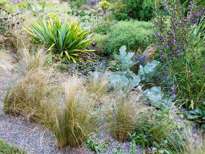 Xeriscaping
