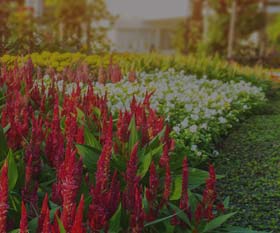 Landscape Contractor Services in Greater Los Angeles, CA Landscape Contractor Services in Greater Los Angeles, CA