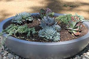 Plant Succulents, Culver City CA